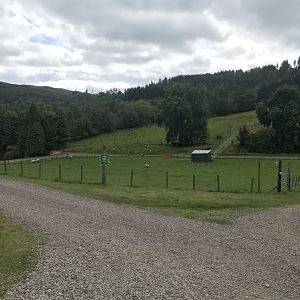 Sheep enclosure