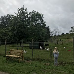 Goose, turkey and chicken enclosure
