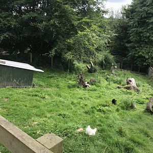 Chicken enclosure (2)