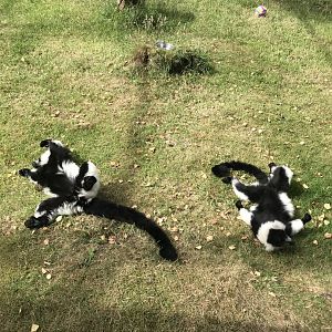 B&W ruffed lemurs