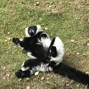 B&W ruffed lemur