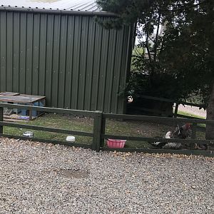 Second chicken enclosure