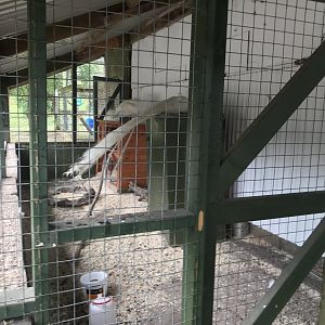 White indian peafowl enclosure
