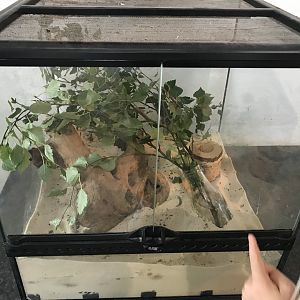 The hatchery- stick insect enclosure