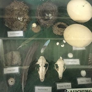 The hatchery- display
