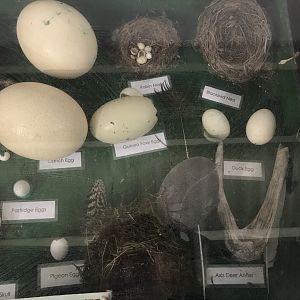 The hatchery- display (2)