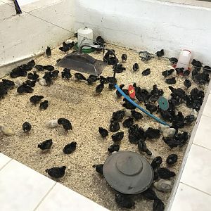 The hatchery- chick enclosure