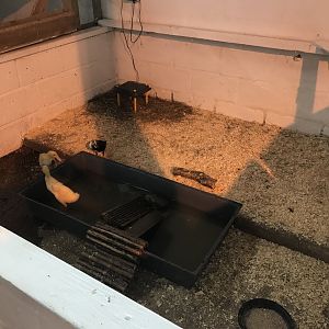 The hatchery- duckling enclosure