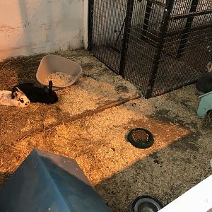 The hatchery- rabbit enclosure