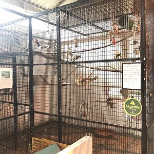 The hatchery- African grey enclosure