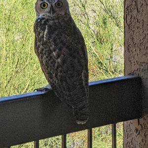 Great horned owl (Bubo virginianus)
