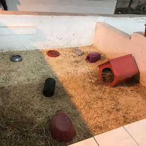 The hatchery- first guniea pig enclosure