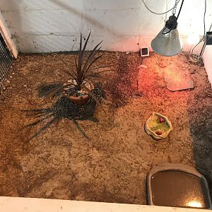 The hatchery- first tortoise enclosure