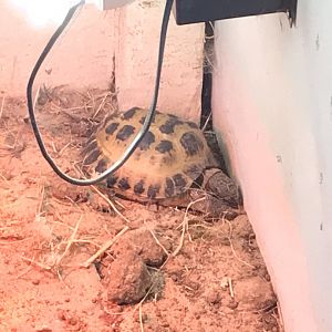 Tortoise ID?