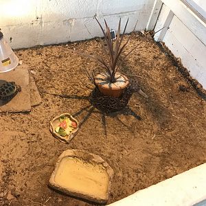 The hatchery- second tortoise enclosure
