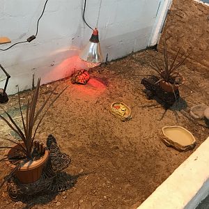 The hatchery- third tortoise enclosure