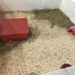 The hatchery- third guniea pig enclosure