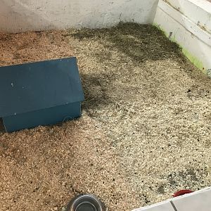 The hatchery- fourth guniea pig enclosure