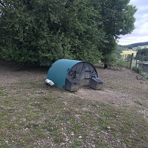 Gunieafowl & chicken enclosure
