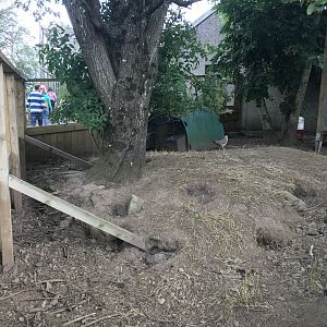 Chicken enclosure