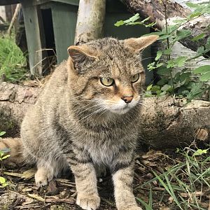 Scottish wildcat