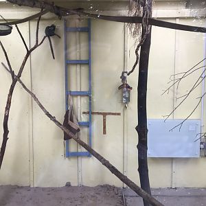 First common marmoset indoors