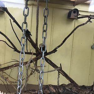 Second common marmoset indoors