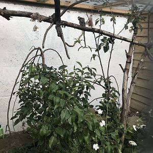 Second common marmoset enclosure