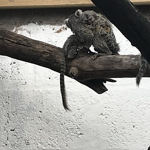 Common marmoset and babies