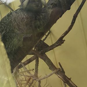 Common marmoset