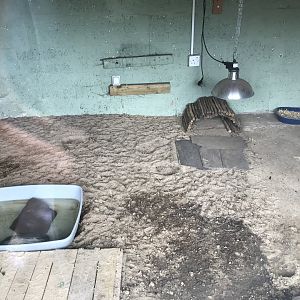 Red footed tortoise enclosure