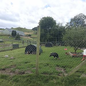 Chicken, turkey and red footed tortoise enclosure
