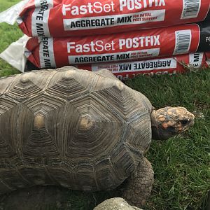 Red footed tortoise