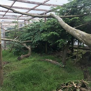 Scottish wildcat enclosure