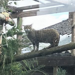Scottish wildcat