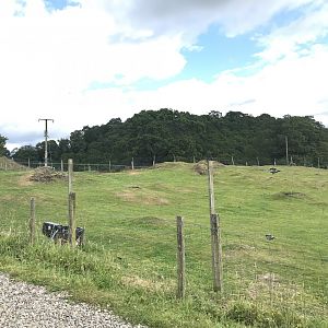 Anglo-Nubian goat enclosure