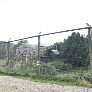 Ring tailed coati enclosure
