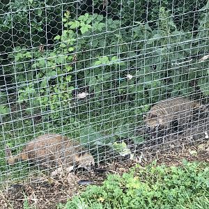 Ring tailed coatis