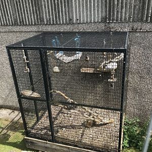 African grey outdoor enclosure