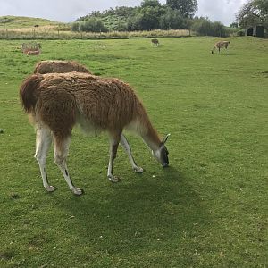 Llama