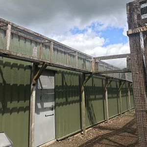 Scottish wildcat overhead tunnels