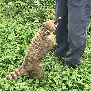 Ring tailed coati