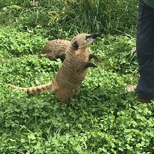 Ring tailed coati