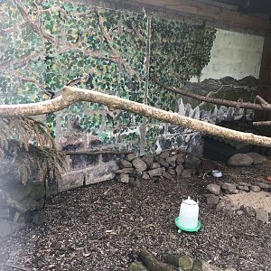 Temmnick’s trogopan enclosure