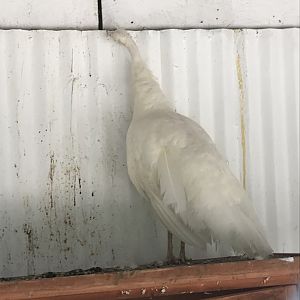 White indian peafowl