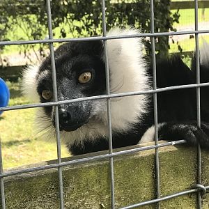 B&W ruffed lemur