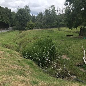 White wallaby enclosure