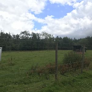 Highland cow enclosure