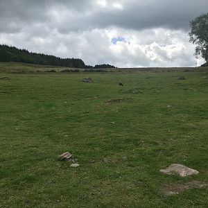 Soay sheep enclosure