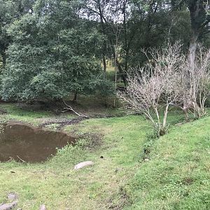 Second pygmy goat enclosure